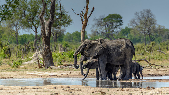 Elephants at the Little Makalolo Water Hole