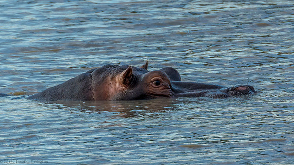Hippo