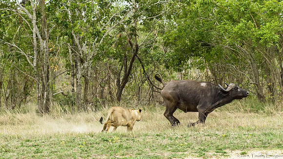 Lions Stalking Cape Buffalo
