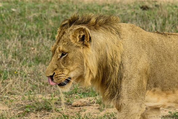 Young Male Lion