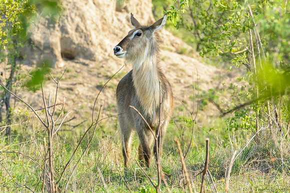 Waterbuck