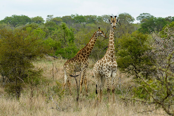 Giraffe