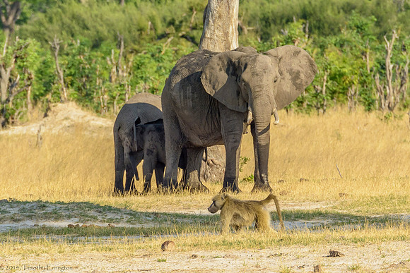 Elephant and Baboon