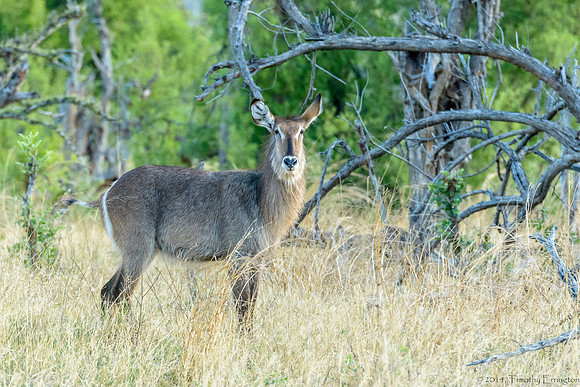 Waterbuck