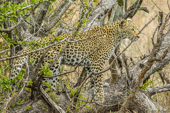 Female Leopard