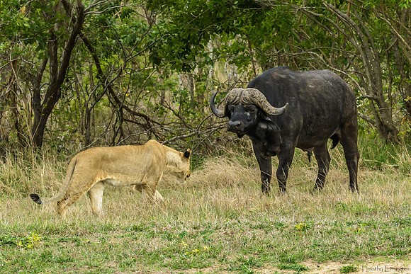 Lions Stalking Cape Buffalo