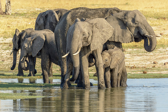 Elephant at Water Hole