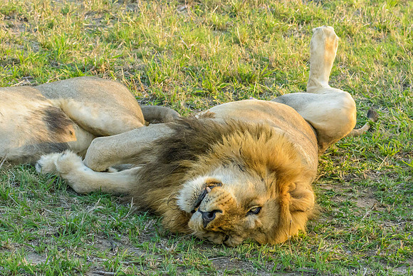 Male Lions Chillin'