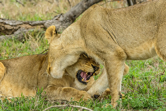 Pride of Lions - The Greeting