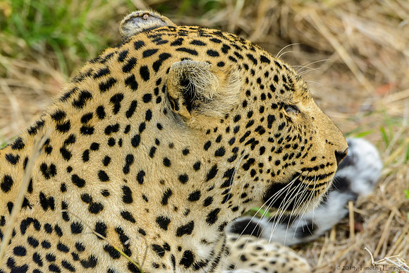 Male Leopard