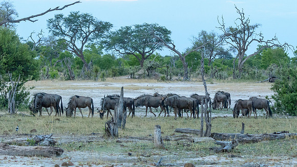 Wildebeest
