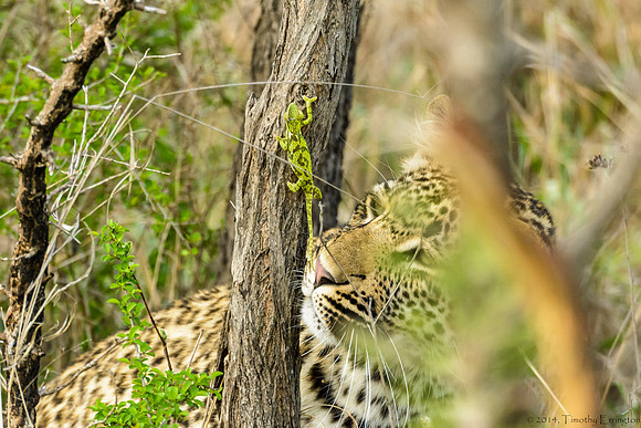 Male Leopard Cub Toying with a Chameleon