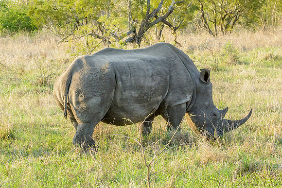 White Rhino