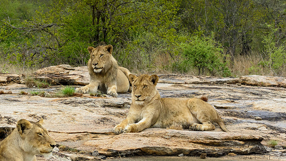 Pride of Lions