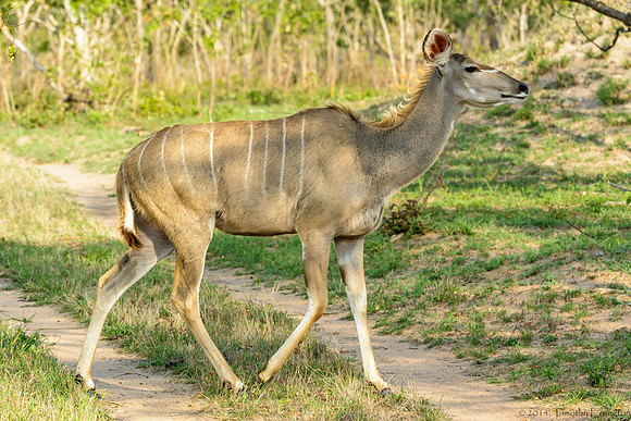 Greater Kudu
