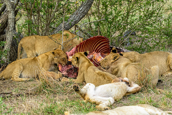 Lions with Kill