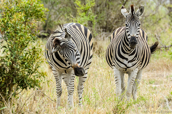 Zebra