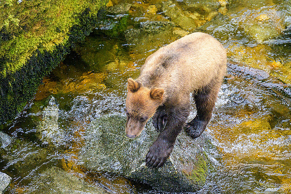 Alaska 2024