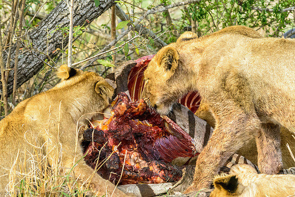 Lions with Kill