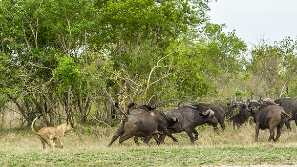 Lions Stalking Cape Buffalo