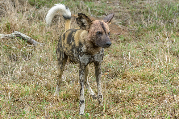 African Painted Dog