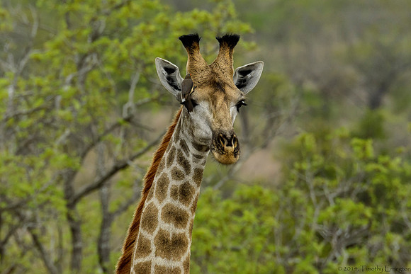 Giraffe with Red-Billed Oxpecker