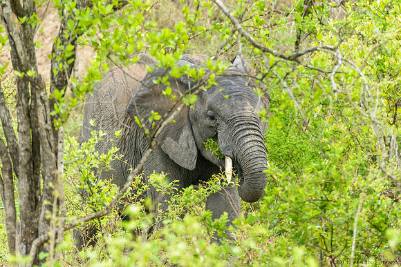 Elephant