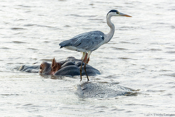 Hippo and Gray Heron