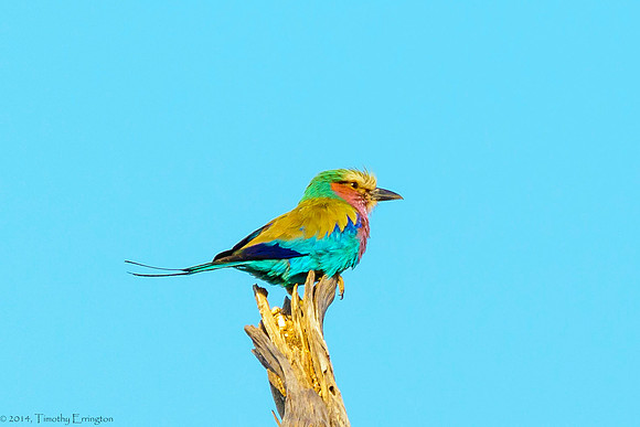 Lilac-Breasted Roller