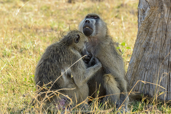 Baboon
