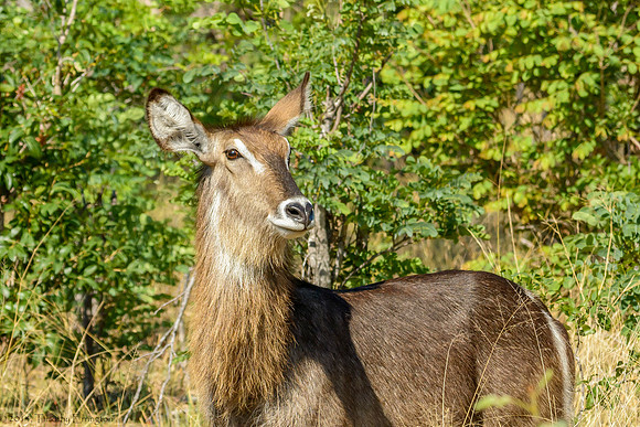 Waterbuck