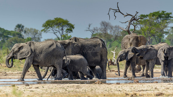 Elephants at the Little Makalolo Water Hole