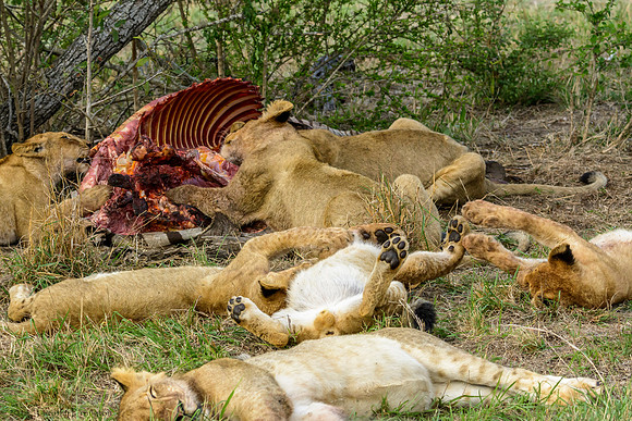 Lions with Kill