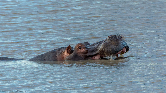 Hippo
