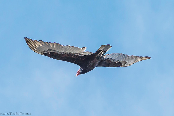 Turkey Vulture