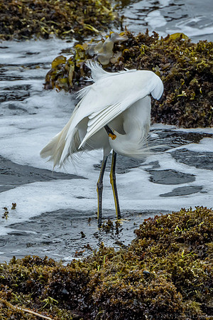 Snowy Egret