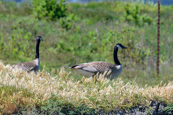 Canadian Geese