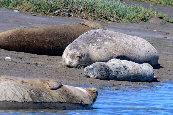 Harbor Seals with pups