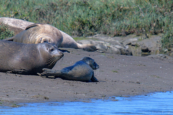 Harbor Seals with pups