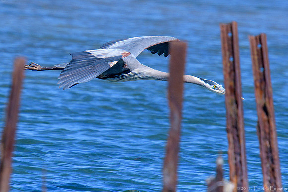 Great Blue Heron