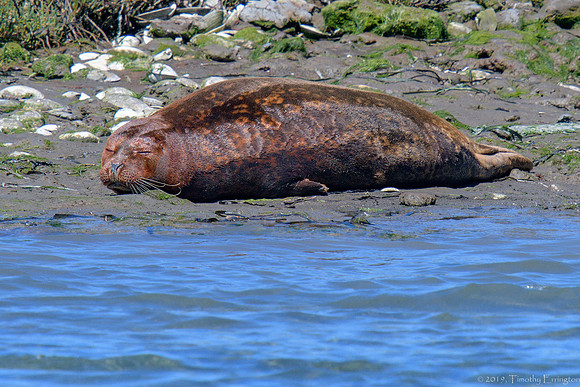 "Red Coated" Harbor Seal