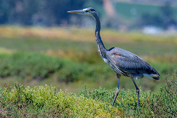 Great Blue Heron