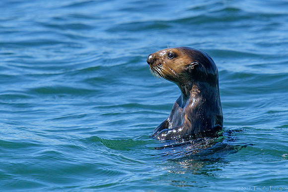 Southern Sea Otter