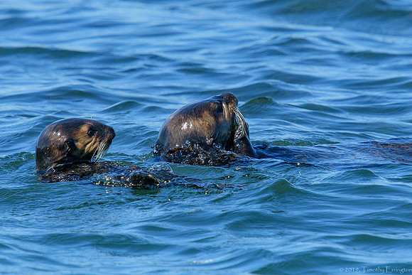 Southern Sea Otter