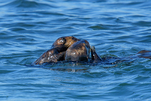 Southern Sea Otter