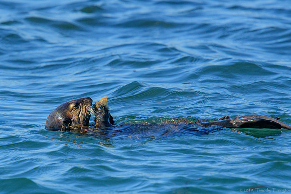 Southern Sea Otter