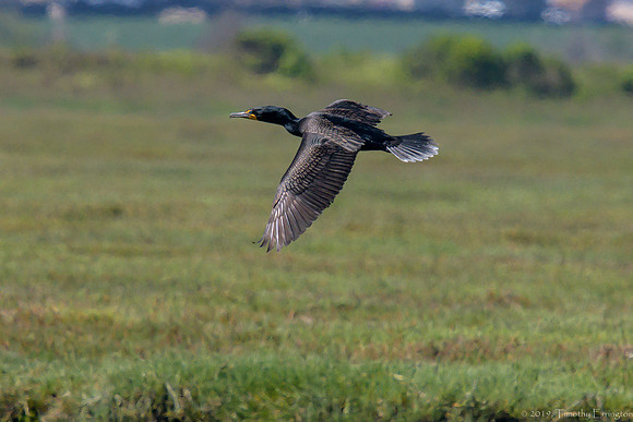 Double Crested Cormorant