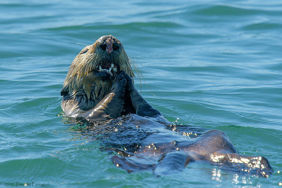 Southern Sea Otter