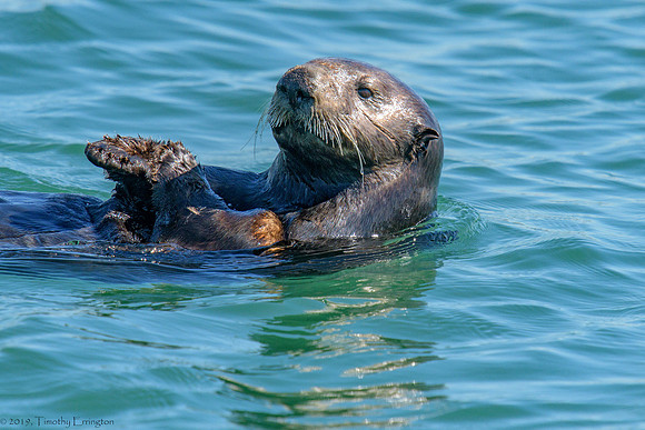 Southern Sea Otter