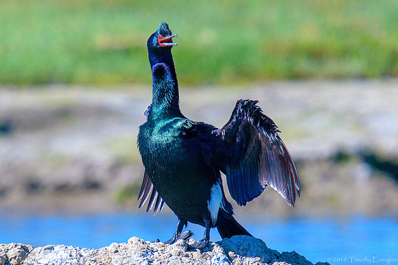 Pelagic Cormorant